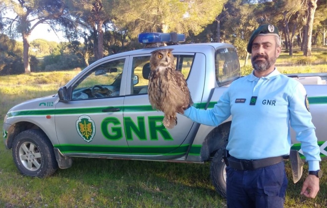 GNR resgata  bufo-real em Alcácer do Sal