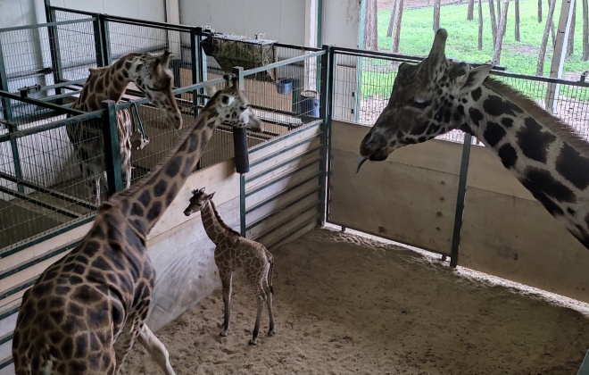 Girafa nasceu no Badoca Safari Park em Santiago do Cacém