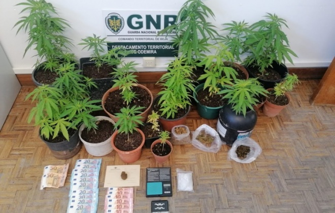 GNR de Odemira deteve homem de 55 anos por tráfico de estupefacientes