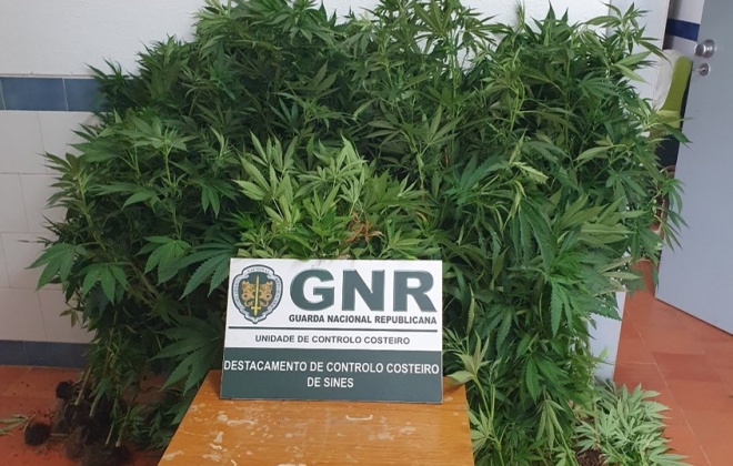 GNR deteve um homem por cultivo de 179 plantas de canábis em Aljezur