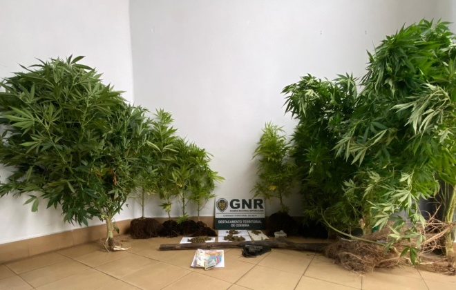 GNR deteve dois homens em Odemira por tráfico de droga