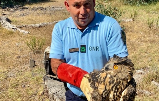 GNR recupera Bufo-Real em Alcácer do Sal