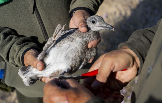 Anilhagem de aves junta Vigilantes da Natureza nacionais e espanhóis  na Lagoa de Santo André