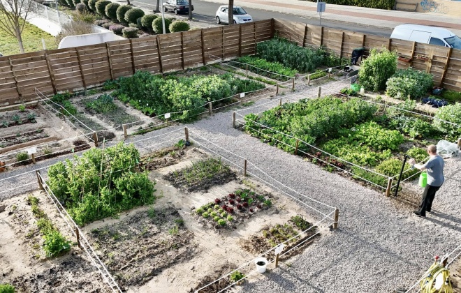 Hortas comunitárias de Vila Nova de Santo André já estão a produzir legumes