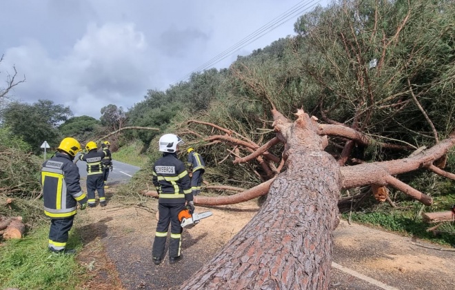 Queda de três árvores de grande porte cortam Estrada Nacional 5 perto do Torrão no concelho de Alcácer do Sal