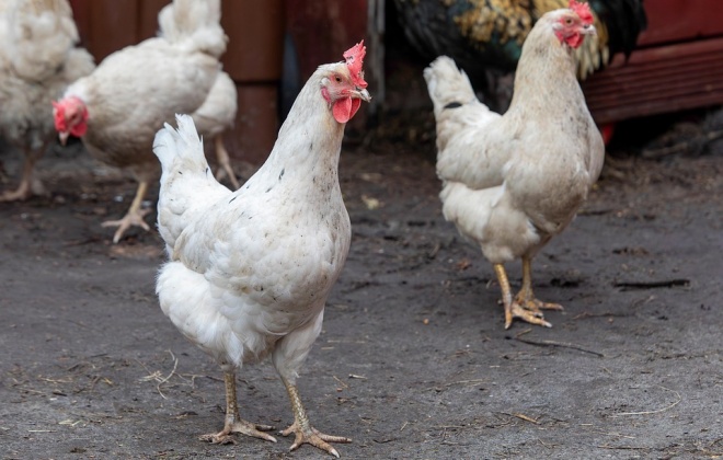 Caso de Gripe das Aves foi detetado no concelho de Alcácer do Sal