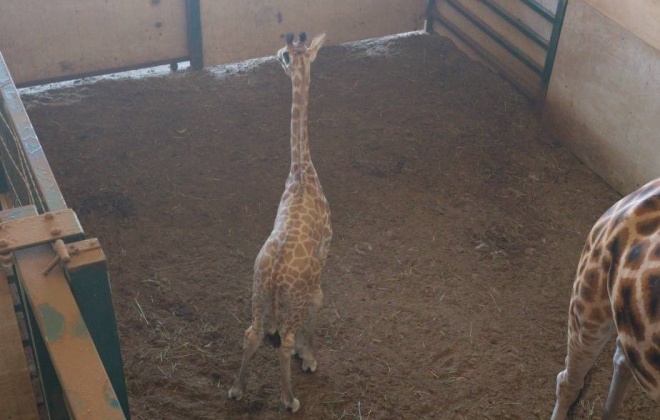 Cria de girafa é o mais recente habitante do Badoca Safari Park