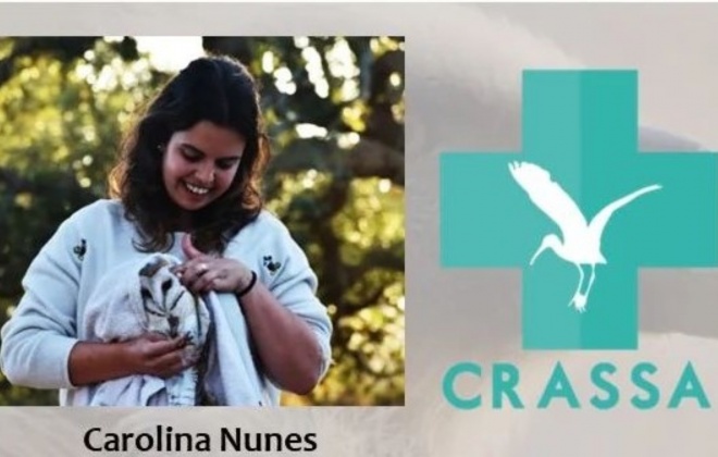 CRASSA recupera cerca de 500 animais selvagens anualmente (com áudio)