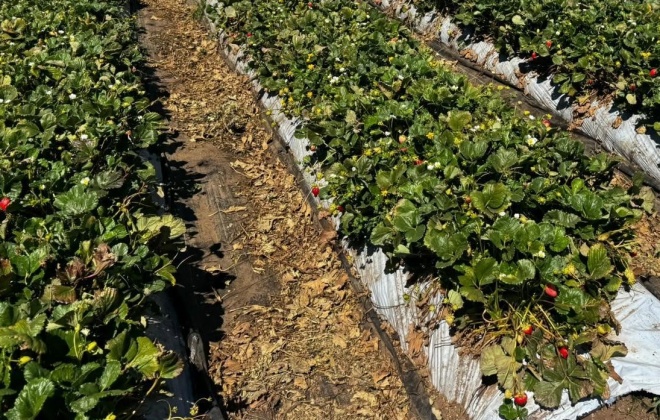 Lusomorango discute o futuro da agricultura nacional em colóquio na FACECO em São Teotónio