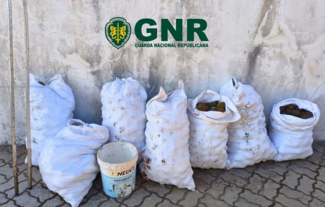 GNR apreende mais de 280 quilos de pinhas e identifica dois homens em Sines